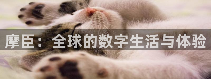 星耀国际链接：摩臣：全球的数字生活与体验