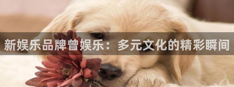 星耀国际软件：新娱乐品牌曾娱乐：多元文化的精彩瞬间