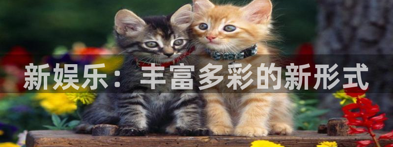 星耀国际是什么平台：新娱乐：丰富多彩的新形式