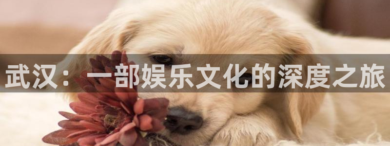 星耀国际登录网